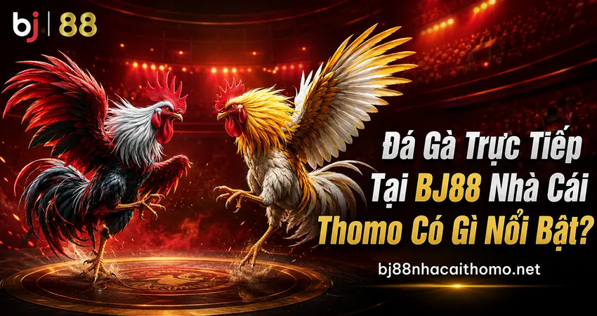 Đá Gà BJ88 Thomo Trực Tiếp – Sảnh & Ưu Đãi Hôm Nay